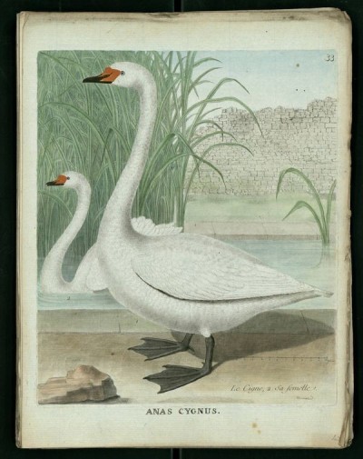 1886-03-09-creation-du-carnaval-des-animaux-de-camille-saint-saens-1835-1921